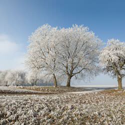 Frost covering trees and a grassy field in Massena